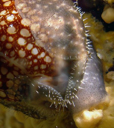 Night Cowrie by Martin Dalsaso 
